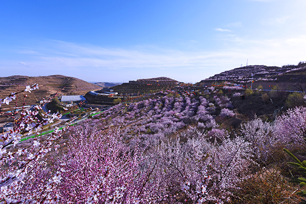 春看桃花.jpg