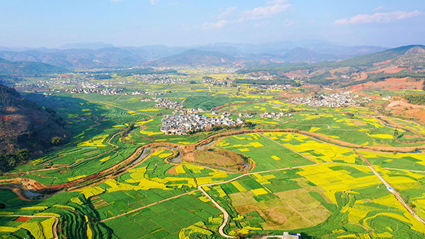 航拍油菜花.jpg