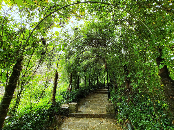 图片4：巫山峡谷旅游景区-云栖谷植物栈道.jpg