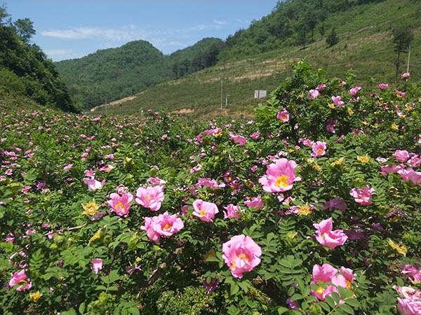 图片1游客在刺梨花基地.jpg