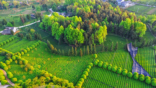 图片3茶海之心景区茶园美景.png