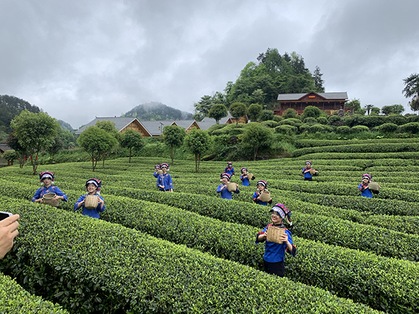图片8茶寿山茶园美景.jpg