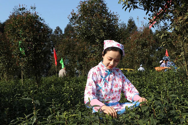 图片15：采摘怡乐早茶1.jpg