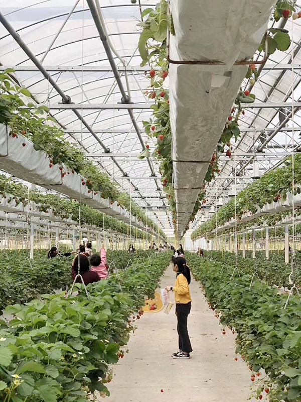有机草莓种植2.jpg