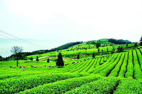 图片2-二圣茶叶基地.jpg