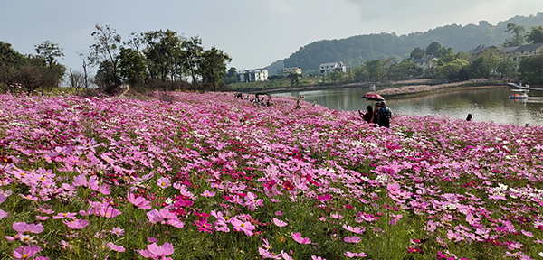图片2-格桑花海.jpg