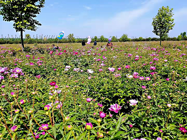 芍药花海.jpg