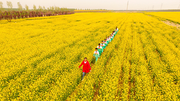 油菜花田.png