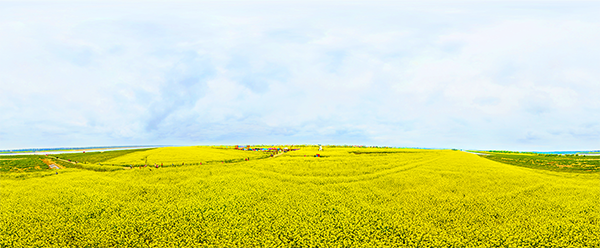 02.棉船花海-全景.png