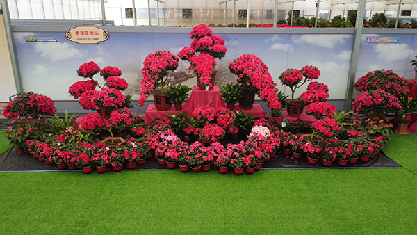 图片7.花卉.jpg