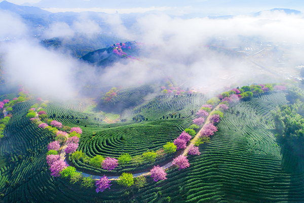 图片1.樱花茶园全景.jpg