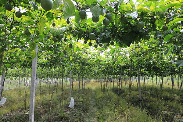 8.竹岭村百香果种植基地.jpg