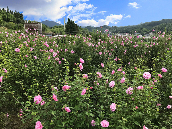 竹岭村木槿花种植基地11.jpg