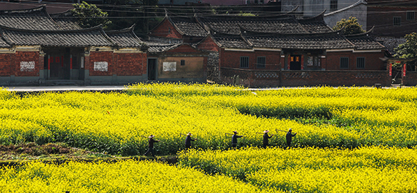 油菜花、古民居.jpg