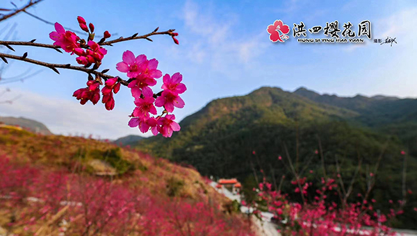 高处看樱花.jpg