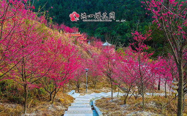 樱花园登山道.jpg