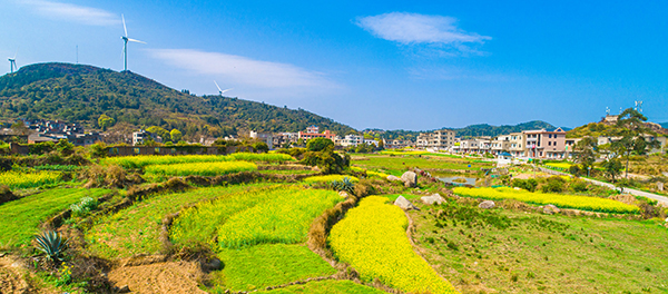 油菜花田1.jpg