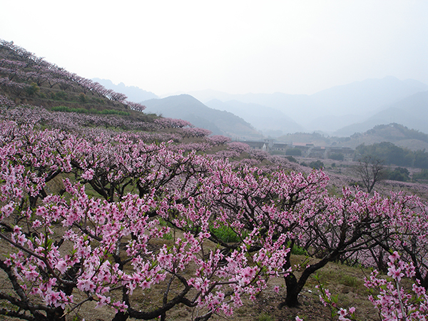 林家村桃园1.JPG