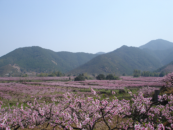 林家村桃园3.JPG