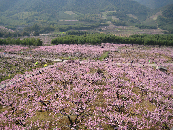 林家村桃园8.jpg