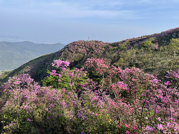 金峨山杜鹃谷24.jpg