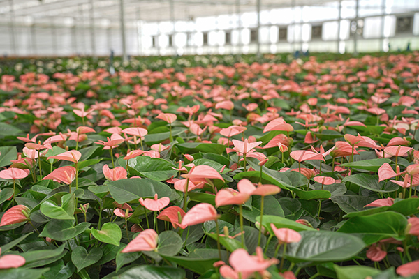 7巨扬园艺公司种植的红掌花.JPG