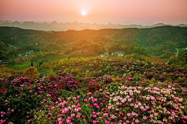 图片八普底景区醉酒牛.jpg