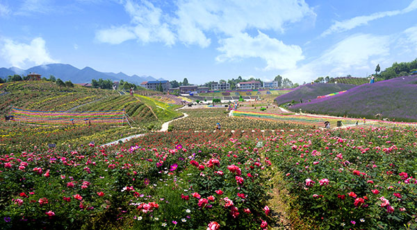 图片6：百万玫瑰·梦幻花海庄园全景图.jpg