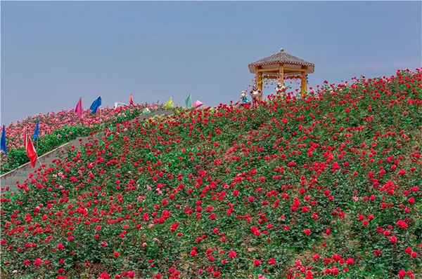 图片9：百万玫瑰·梦幻花海观景亭.png