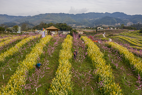 北碚区三圣镇德圣村三圣三世桃花基地。.jpg