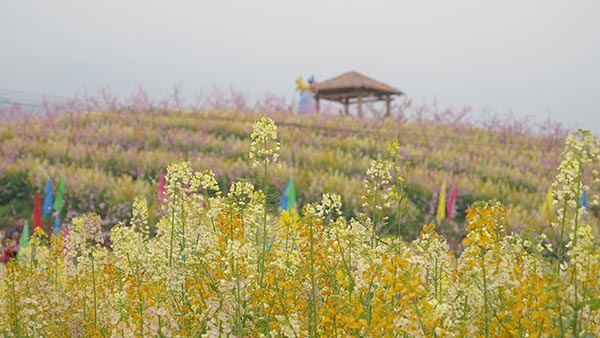 三生三世桃花基地 (2).jpg
