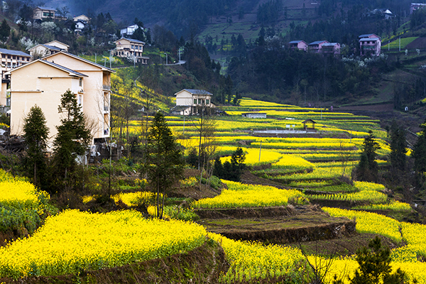 花田远景.jpg