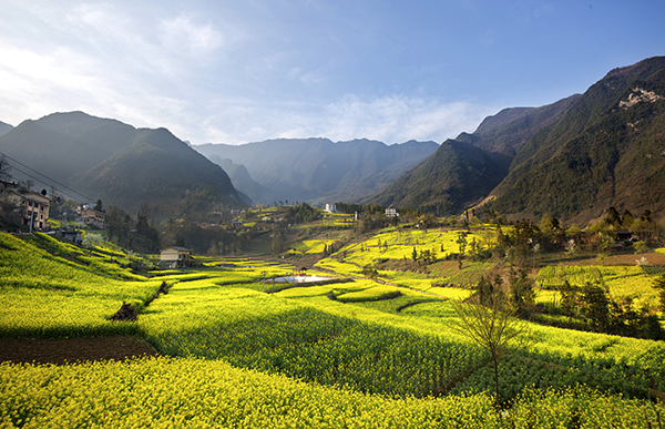 油菜花田全景.jpg
