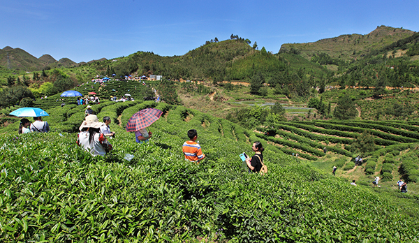 2.南丹县六龙茶乡村旅游示范区游人观赏茶园风光、体验采摘乐趣.jpg