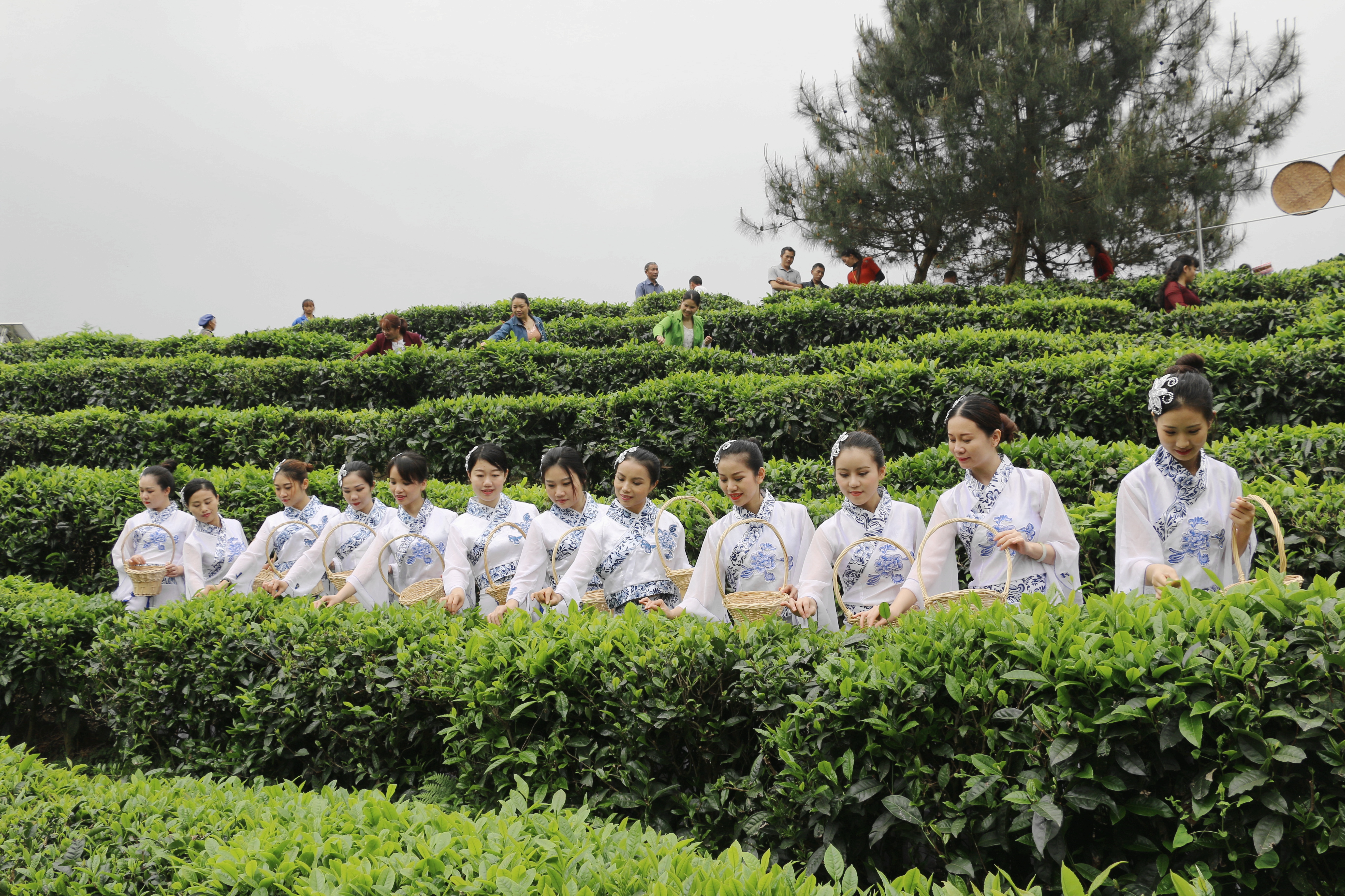 4.南丹县六龙茶乡村旅游示范区举办六龙茶文化旅游节游人多.jpg