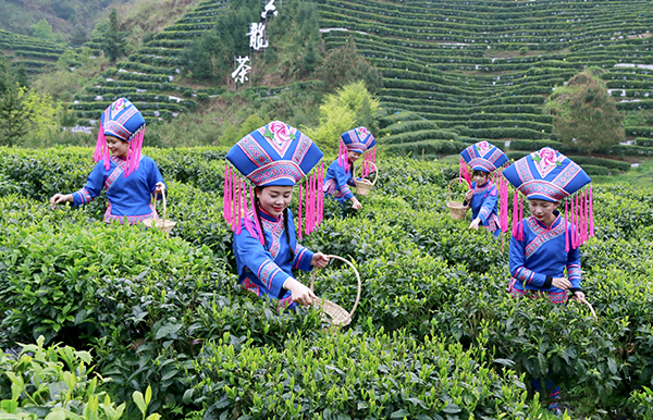 7.南丹县六龙茶乡村旅游示范区壮家姑娘采茶忙.jpg