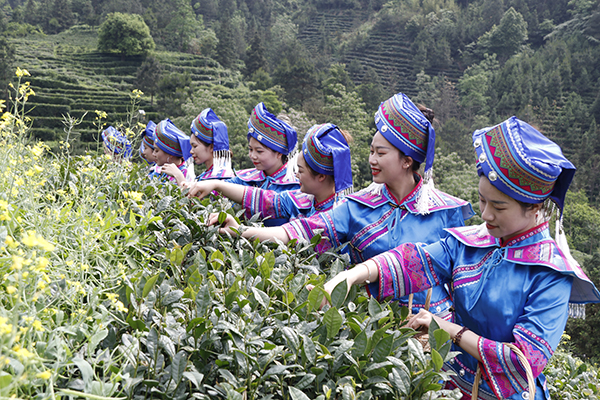 8.南丹县六龙茶乡村旅游示范区游客体验采摘乐趣.jpg
