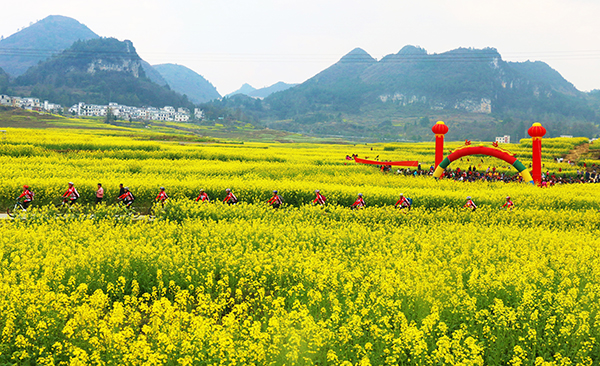 3.巴平梯田3月油菜花3jpg.jpg