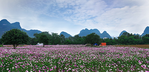 图2　马岭镇新黎村水韵黎家景区花海.jpg