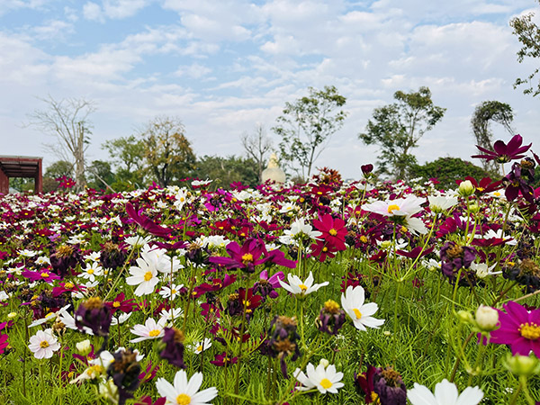 岭南大地格桑花海.jpg