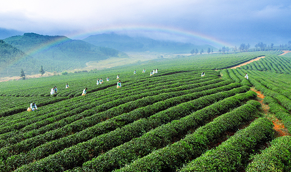 图7：万亩茶园--智慧茶园.jpg