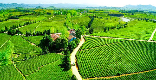 图9：万亩茶园--茶园局部.jpg