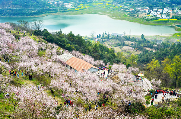 玉桃山庄--这里是沼山乡村公园赏桃花的核心区，每年3月份这里就是桃花的海洋，游人如织，桃红李白菜花黄，一派欣欣向荣的景色徐徐道来。.jpg