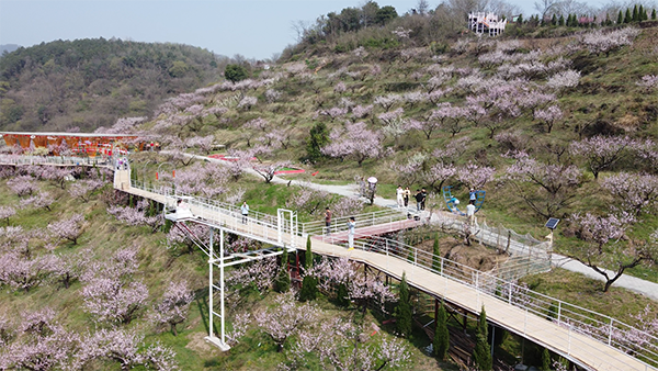 沼山桃花4.png