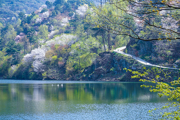 樱花.jpg