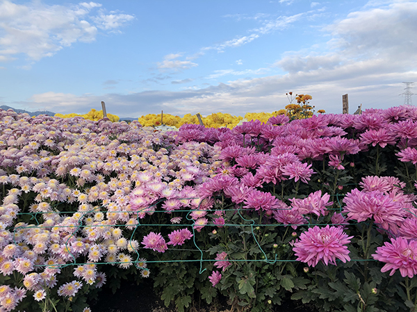 5.2.花园村-天香湾景区花海.jpg