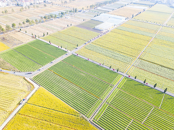 2.9.八里湾共享田园-航拍.jpg
