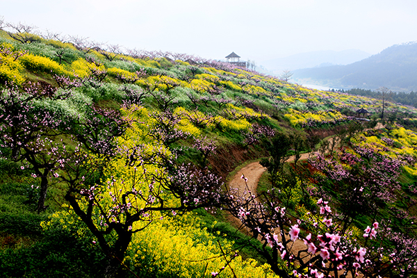 长兴县城山沟桃花.JPG