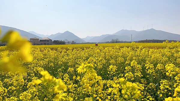 花海.jpg