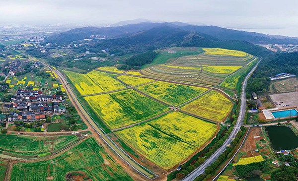 富安梯田俯视航拍.jpg